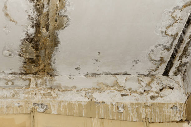 Why You Should Choose Our Mold Remediation Services in Saco, ME